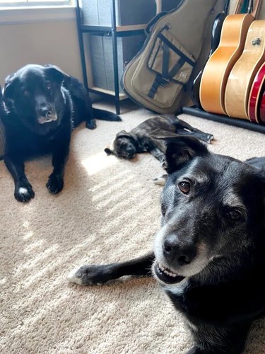 Two older dogs guarding a puppy that is sleeping on the floor.
