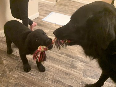 Two black dogs play tug of war together.