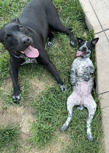 Older dog and young dog bond outside on the grass.