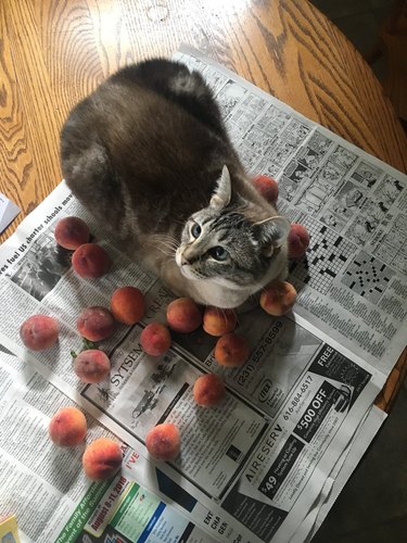 cat loves peaches for some reason