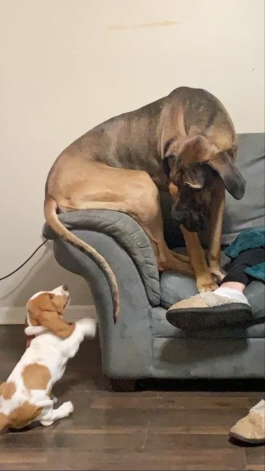 Big dog hides on the couch from a puppy who is reaching up from the floor.