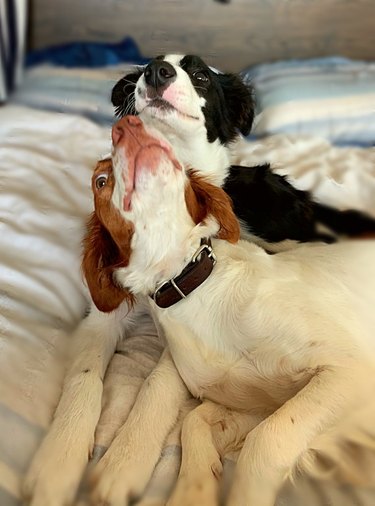 Puppy and shelter dog cuddling together on a bed.