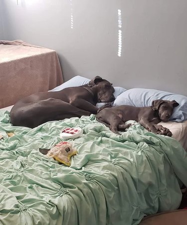 Great Dane teaches puppy Great Dane to sleep on bed.