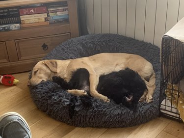 Same two dogs cuddle on bed together.