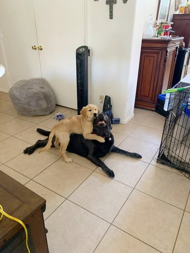 Newly adopted golden puppy is hugging a happy black lab on the floor.