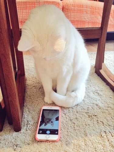 cat takes selfie on iphone