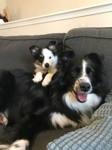 Puppy and older dog sitting together on a couch.