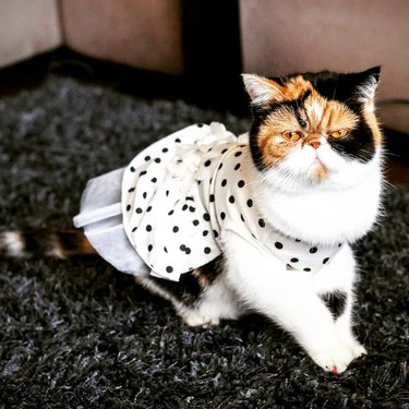 cat hates wearing dress