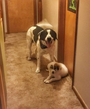 Happy older dog wags tail excitedly after meeting puppy, they are ina hallway at home.