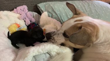 Older dog meets puppy for first time on a bed with their noses touching.