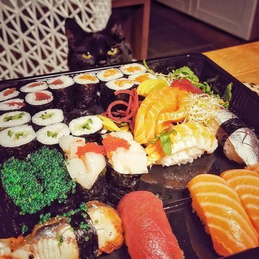 cat wants sushi