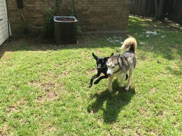 Black lab and husky run together in a backyard.