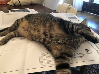 cat sleeping on woman's worksheet