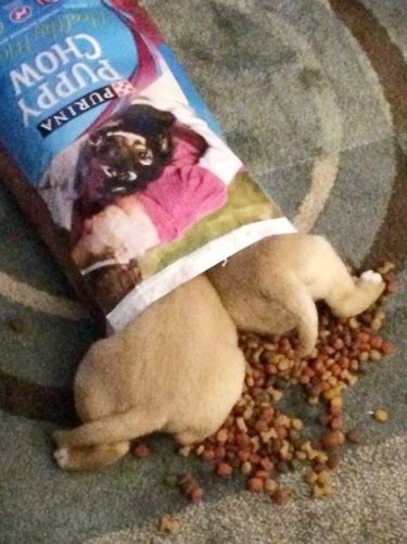 dogs break into bag of food