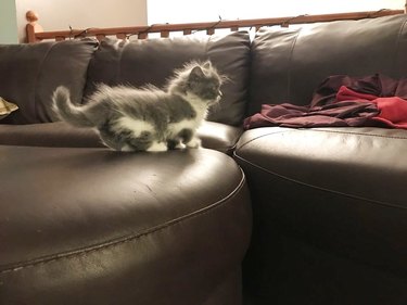 cat with short legs tries to jump onto couch