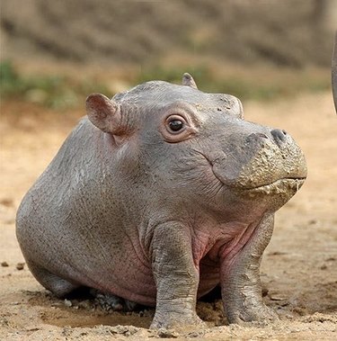 baby hippo with short legs
