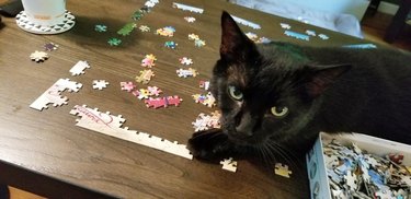 cat sits on unfinished jigsaw puzzle