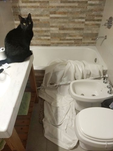 cat tears down shower curtatin