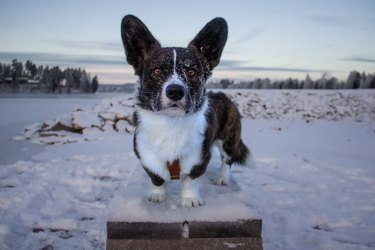 corgi is stoic and handsome