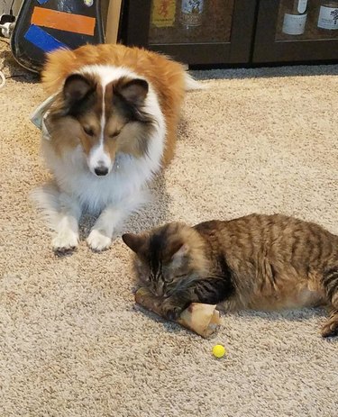 cat steals dog's bone