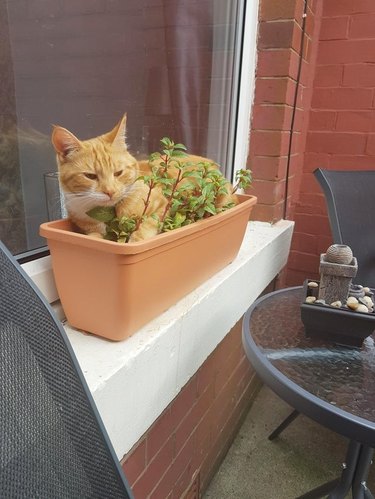 Cat sitting on potted plant.