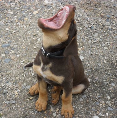 cute puppy does a roar
