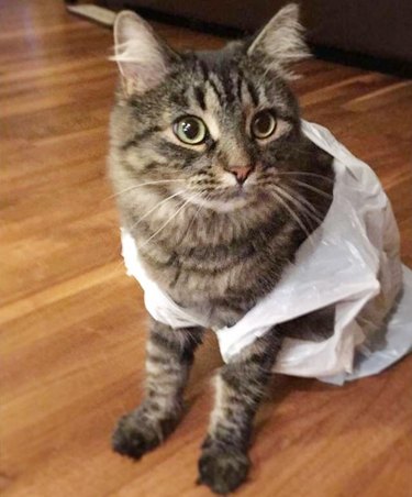 cat wearing bag like a dress