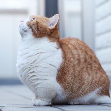 cat with short legs looks like snail