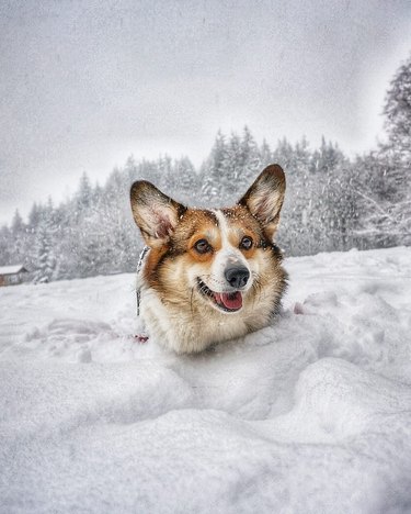 corgi stuck in snow