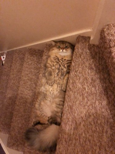 cat blends into carpet