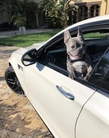 a dog sticks his head out of a car window