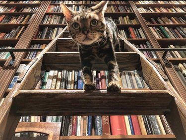 A cat is standing on two rungs of the ladder.