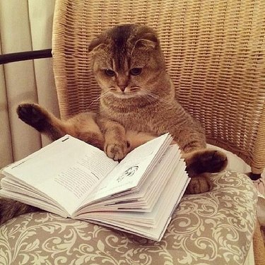 Cat with small ears sitting weirdly akimbo on a wicker chair. An open book rests on the chair in front of the cat, who has one front paw on a page and two back legs splayed out on either side of the book.