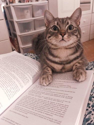 Striped cat with large eyes resting their front paws on an open book and staring.
