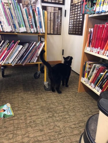 Black cat standing next to library bookshelves.