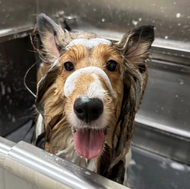 sudsy dog takes a bath