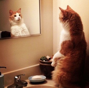 Ginger-white cat looking at their reflection in a bathroom mirror and shocked by what they are seeing.