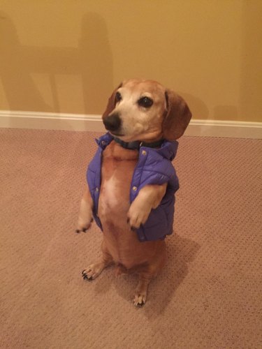 puppy is too fat for coat to button