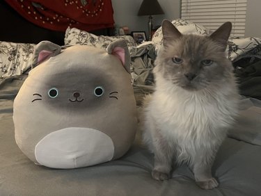 Scowling gray cat sitting next to a cheerful plush gray cat.
