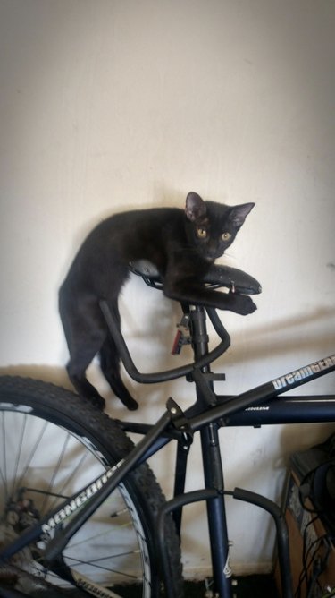 Black cat leaning over a bicycle and looking as though they are riding it.