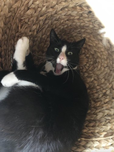 Black and white cat looks shocked.