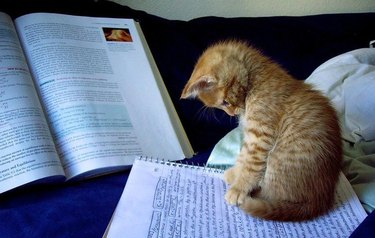 Kitten sitting on a spiral notebook, looking down at a page of handwritten notes, with a highlighted textbook in the background.