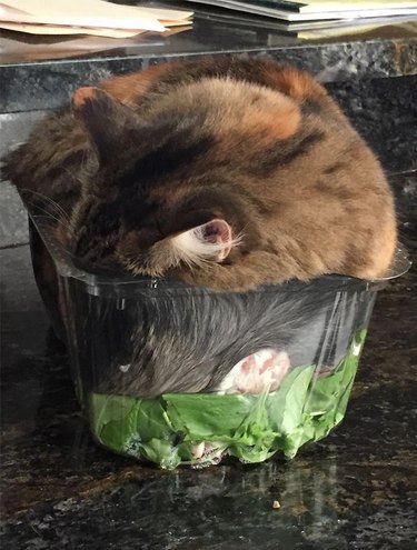 Cat asleep in a salad container