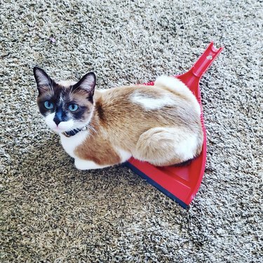 Cat sitting comfortably in a red duster.