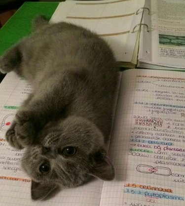 Cat lying on their side on top of handwritten notes and a binder