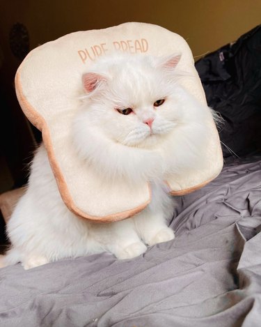 Fluffy white cat in a plush costume headpiece shaped like a piece of bread and reads, "Pure Bread."