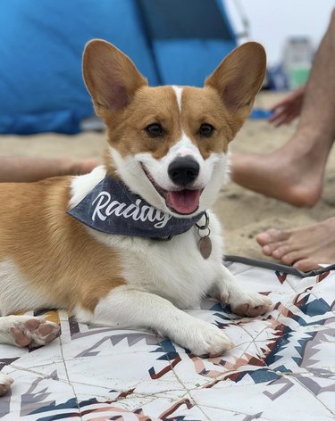 dog on beach smiles at camera