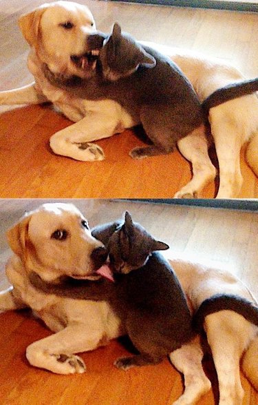 dog and kitten wrestling