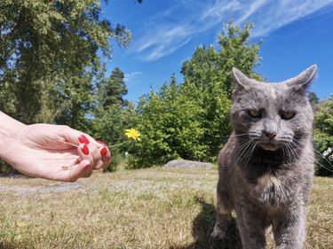 Gray cat looking unamusedly at the camera while a person's hand holds out a small dandelion for them.