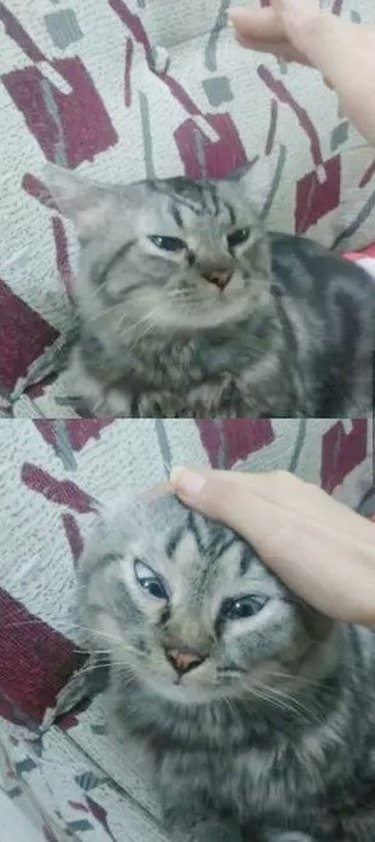 cat's head smooshed by hand monster